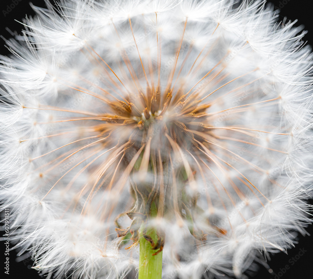 Fototapeta premium dandelion flower