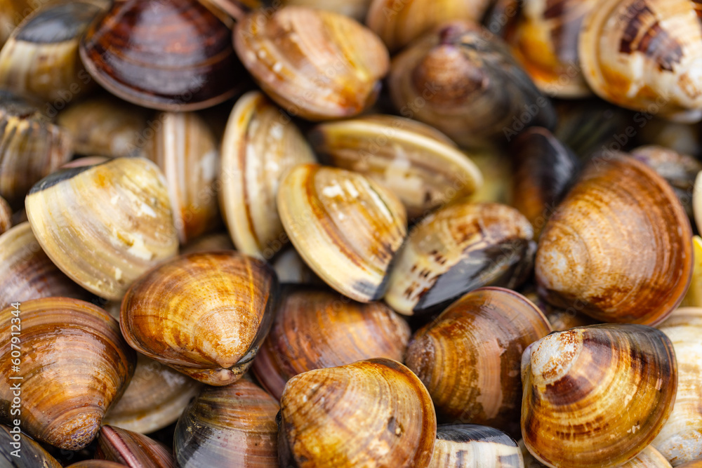 Fresh raw uncooked clam over bowl Fresh raw uncooked clam over bowl