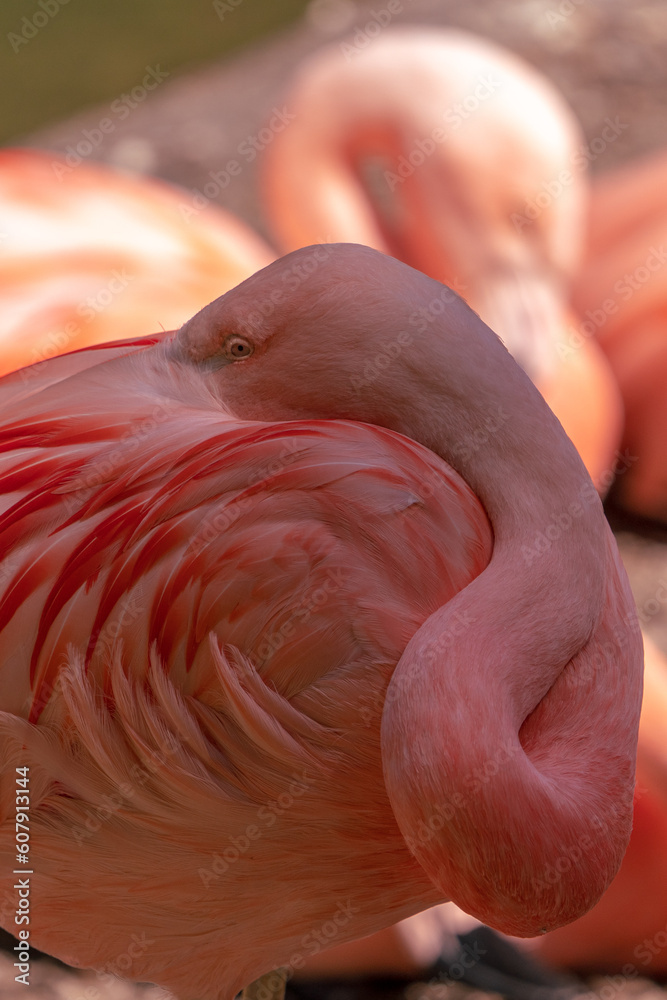 Fototapeta premium Vogel in der Nestpflege