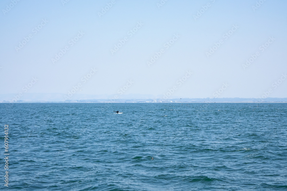 View of a whale surfacing in Monterey, California View of a whale surfacing in Monterey, California