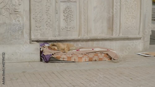 Stray dog sleeps on street on mattress of homeless person in public place. photo
