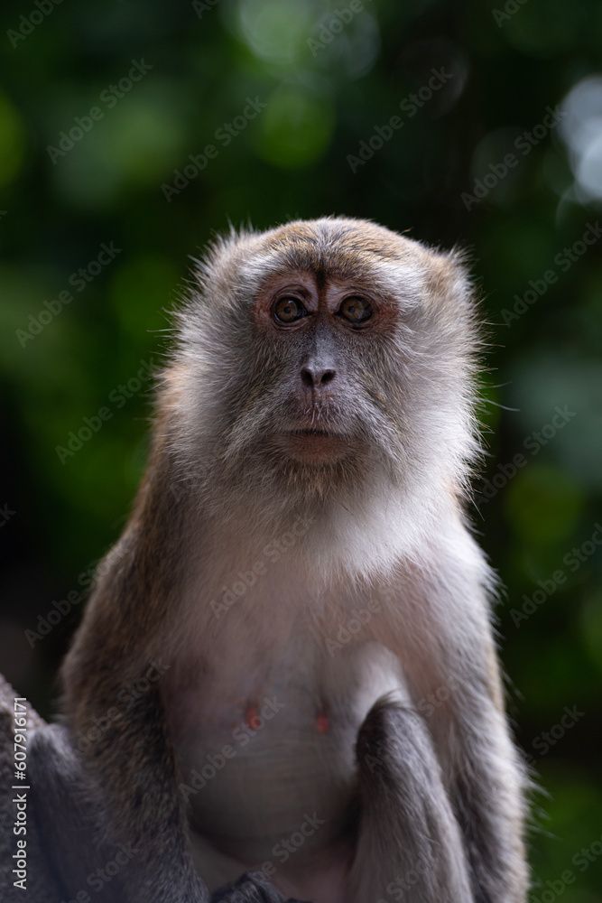 Monkey Monkey
