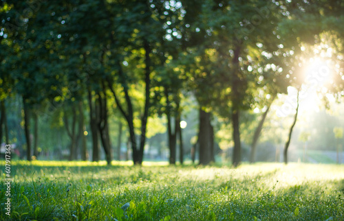 sunbeams between the trees at sunrise in the park forest in summer