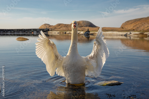 Fototapeta Naklejka Na Ścianę i Meble -  the angry swan 2