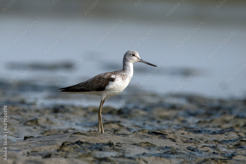 Common greenshank or Tringa nebularia observed in Gajoldaba in West Bengal,India Common greenshank or Tringa nebularia observed in Gajoldaba in West Bengal,India