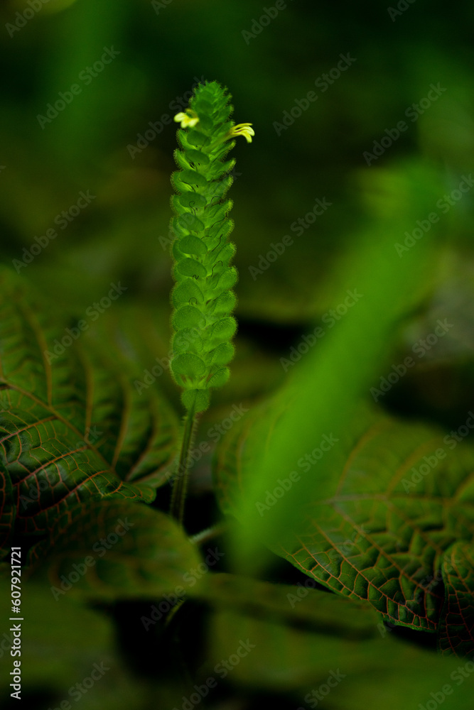 Fototapeta premium Natur