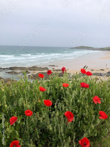 Panoramic view with red Poppies flowers at Fistral Beach in Cornwall, England, UK