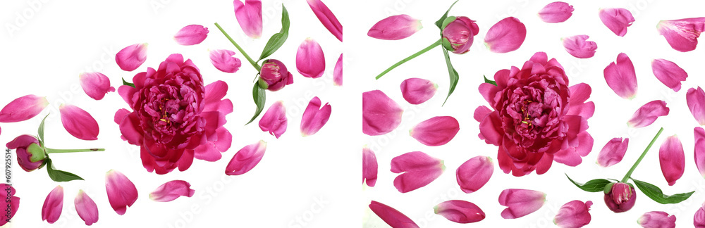 pink peony flower isolated on white background with copy space for your text. Top view. Flat lay pattern