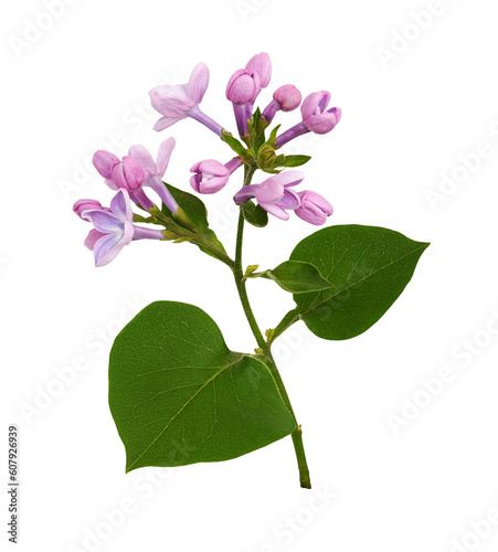 Twig of Lilac flowers and leaves isolated on white or transparent background © Ortis