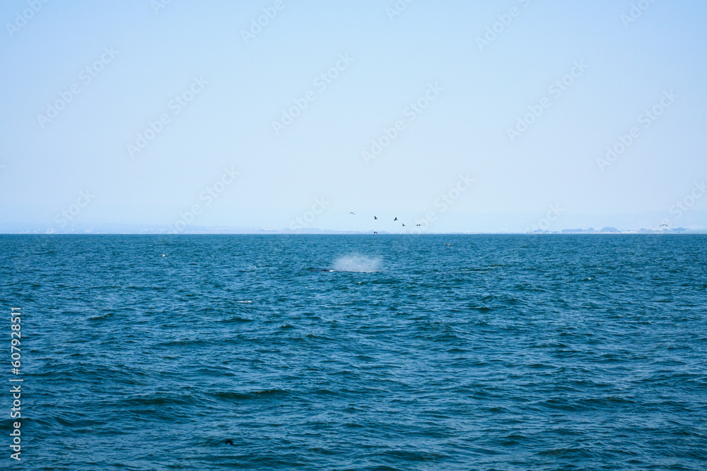 View of a whale surfacing in Monterey, California