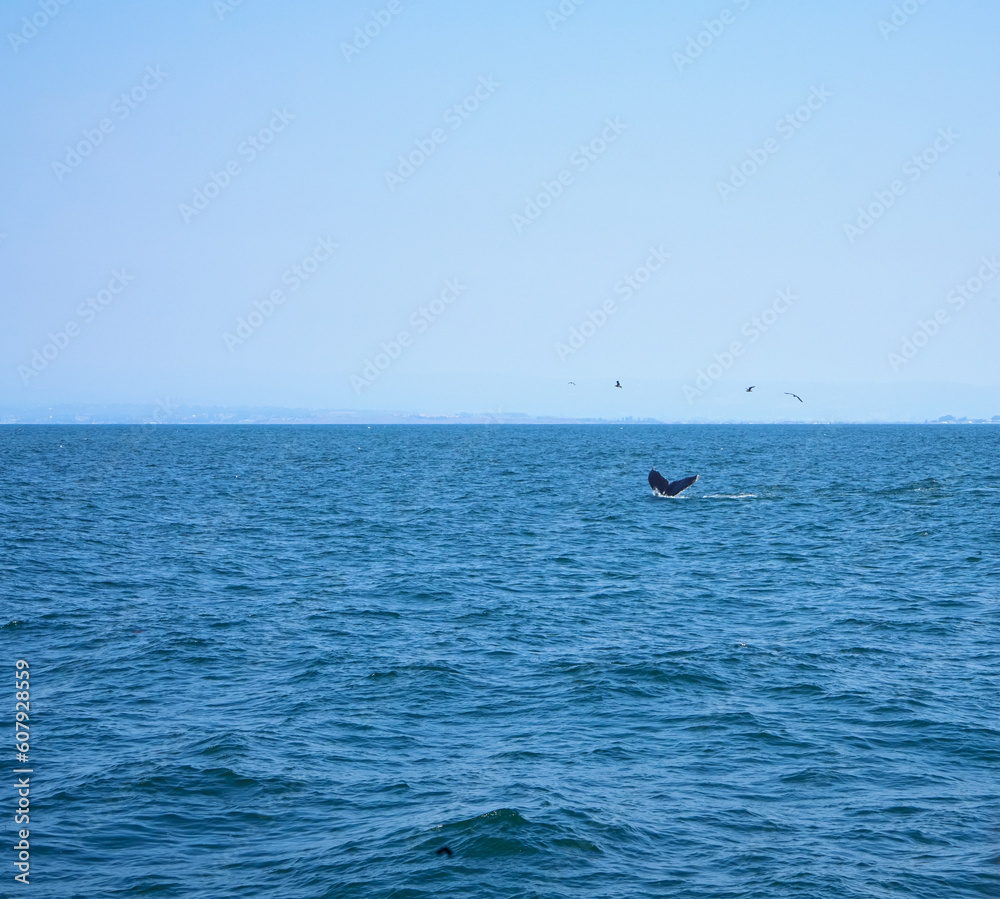 View of a whale surfacing in the Monterey Bay in California