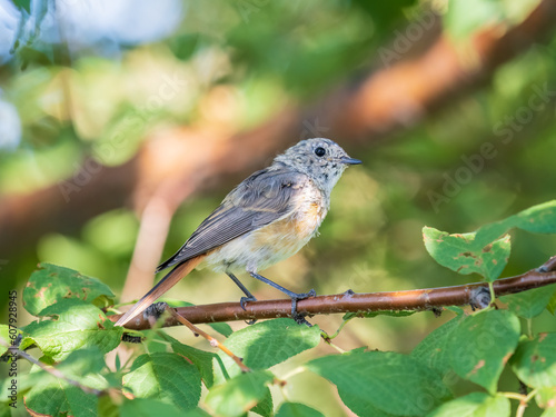The common redstart, Phoenicurus phoenicurus, young bird, is photographed in close-up sitting on a branch against a blurred background.