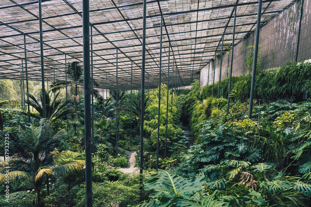 Greenhouse in botanical garden in Lisbon, Portugal. Plants and trees in hot and humid environment