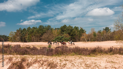 Fototapeta Naklejka Na Ścianę i Meble -  Horses with riders in the distance, in the dry grassland of The Loonse and Drunense Duinen National Park