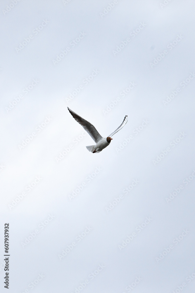seagull flying in the sky, seagull Black-headed seagull flying in the sky, seagull Black-headed