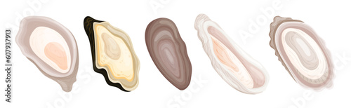 Oyster as Salt-water Bivalve Molluscs and Marine Delicacy Vector Set