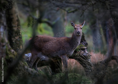 Fototapeta Naklejka Na Ścianę i Meble -  A female red deer (hind) caught in a Derbyshire woodland setting face to face.
