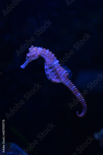 photo sous marine d'un hippocampe