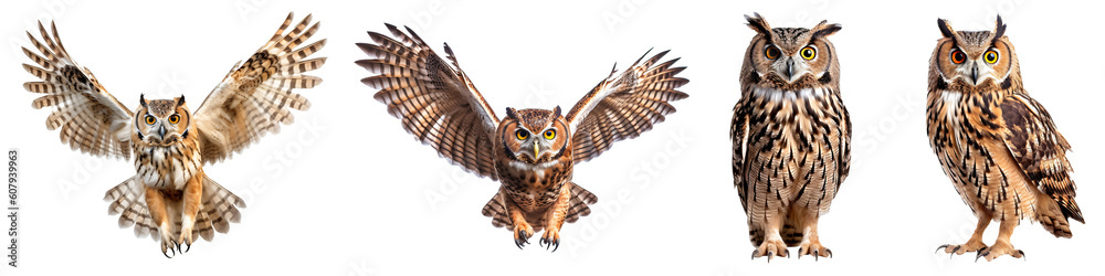 Fototapeta premium Set of owl isolated on the transparent background PNG. AI generative. 