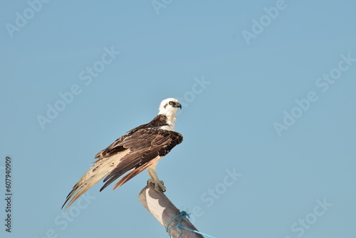 Oiseau de proie