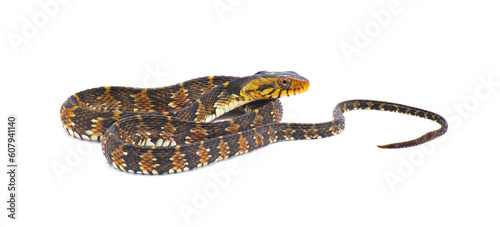 harmless non venomous Florida watersnake or banded water snake - Nerodia fasciata - isolated on white background.  often mistaken for cottonmouth or water moccasin . common in Florida