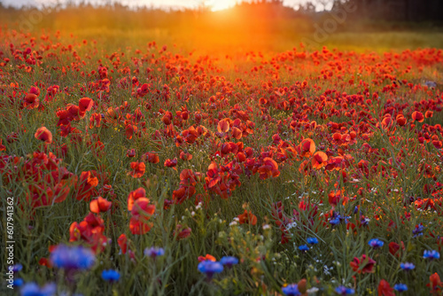 A poppy field at sunset, Denmark © Nick Brundle