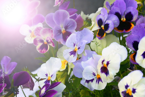 Violet tricolor  or pansies. Close-up photo with sun glare.