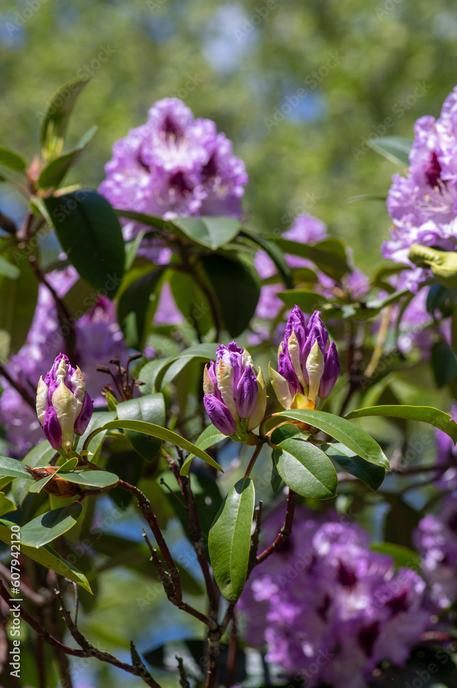 Fototapeta premium Rhododendron ponticum Blue Peter beautiful flowering plant shrub, puple blue lilac violet ornamental flowers in bloom
