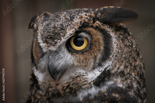 Great horned owl (Bubo virginianus) staring with bright yellow pupils and intent look