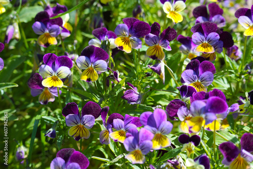 Wild-growing pansy flowers. Beautiful yellow-purple wildflowers.