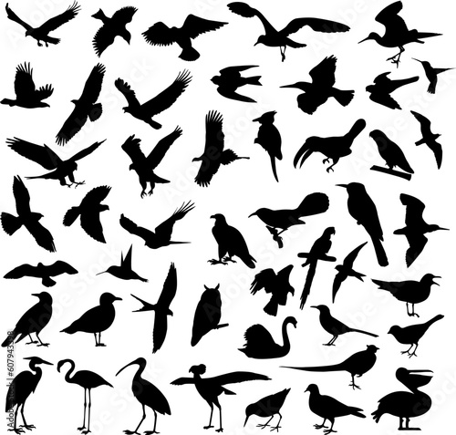 birds silhouettes collection - vector illustration