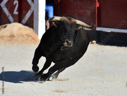 un toro bravo español en una plaza de toros durante un espectaculo taurino