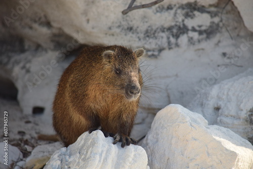 Hutia cubain ou gros rat cubain