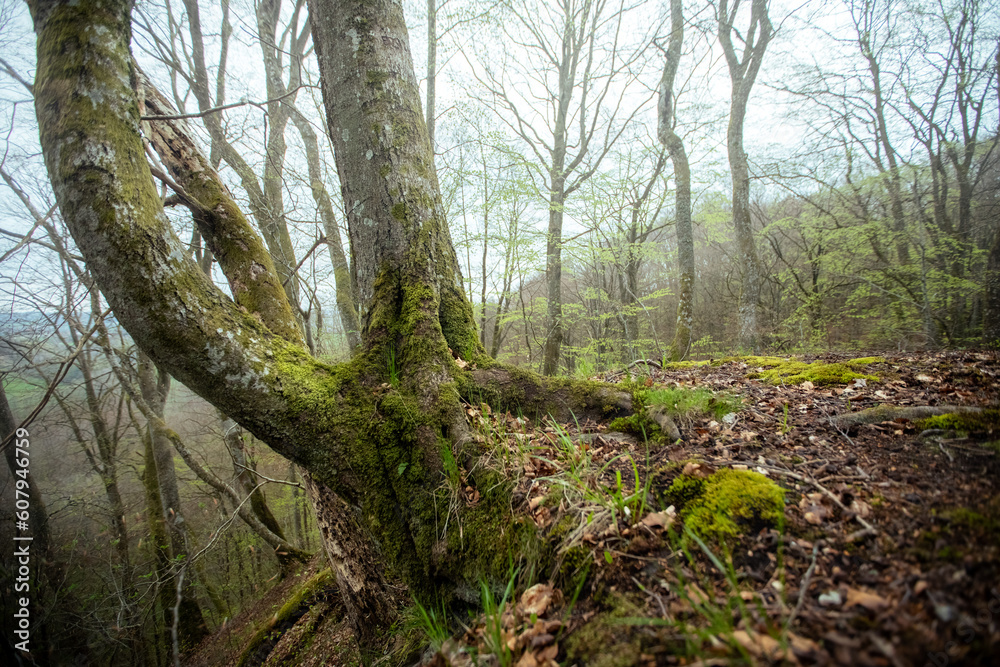 tree in the forest tree in the forest