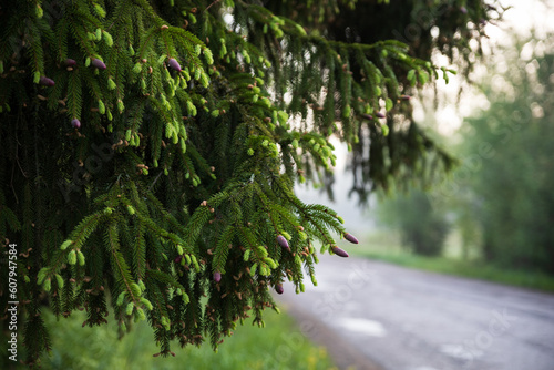 young fir cones on a green branch