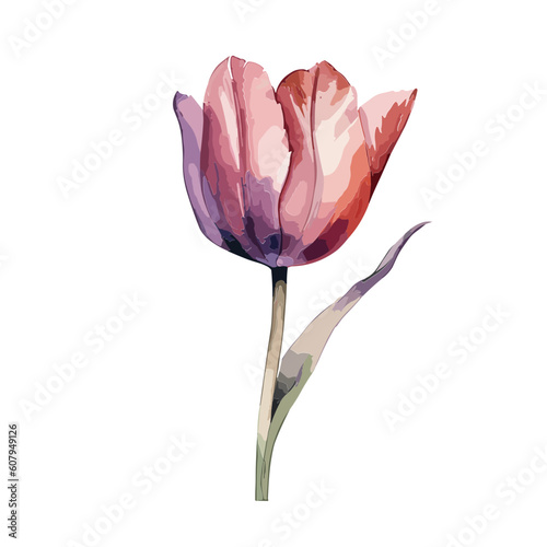 simple flat designed tulip flower with stalk, linear style, watercolor