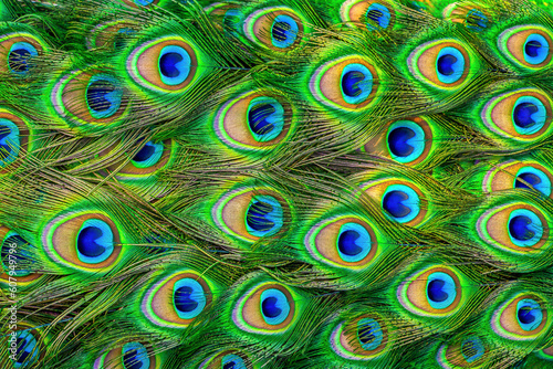 Pattern of bright multicolored peacock tail closeup. Abstract background vibrant tropical indian peafowl feather, selectuve focus
