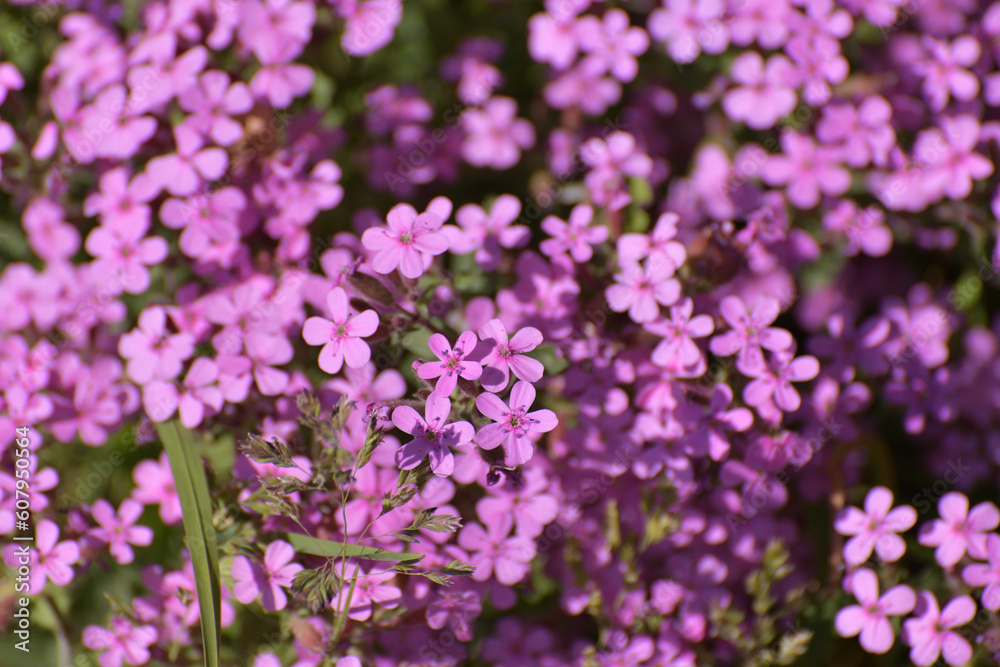 pink abundantly blooming Saponaria ocymoides in the garden pink abundantly blooming Saponaria ocymoides in the garden