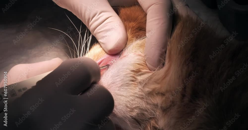 Veterinarian doing ultrasonic teeth cleaning of a cat under general anesthesia in a veterinary clinic. The veterinarian removes tartar in the cat's mouth with a special apparatus. Veterinarian doing ultrasonic teeth cleaning of a cat under general anesthesia in a veterinary clinic. The veterinarian removes tartar in the cat's mouth with a special apparatus.