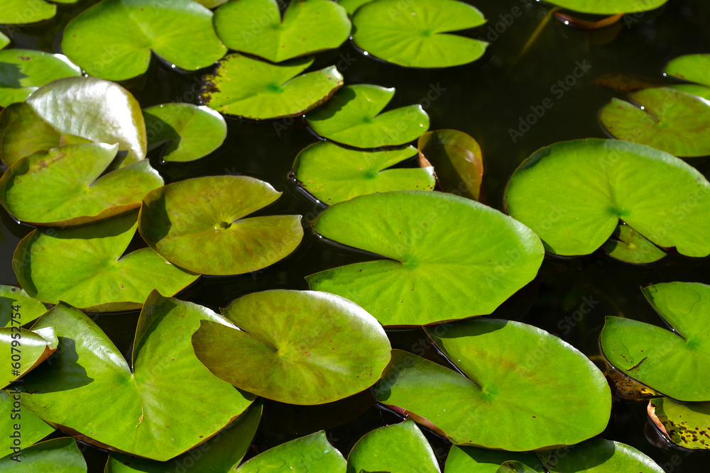 Beautiful leavs of lotus flower Beautiful leavs of lotus flower