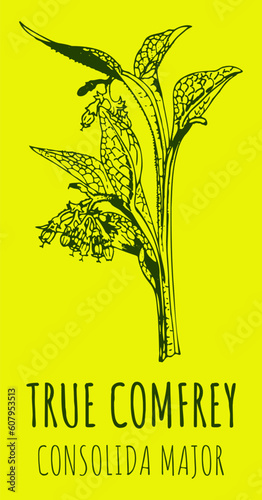 Vector drawings True Comfrey. Hand drawn illustration. Latin name COSOLIDA MAJOR.
