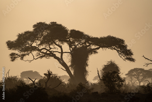 Dusty silhouette of trees on the African savannah in Kenya - Ambroseli National Park at sunset golden hour photo