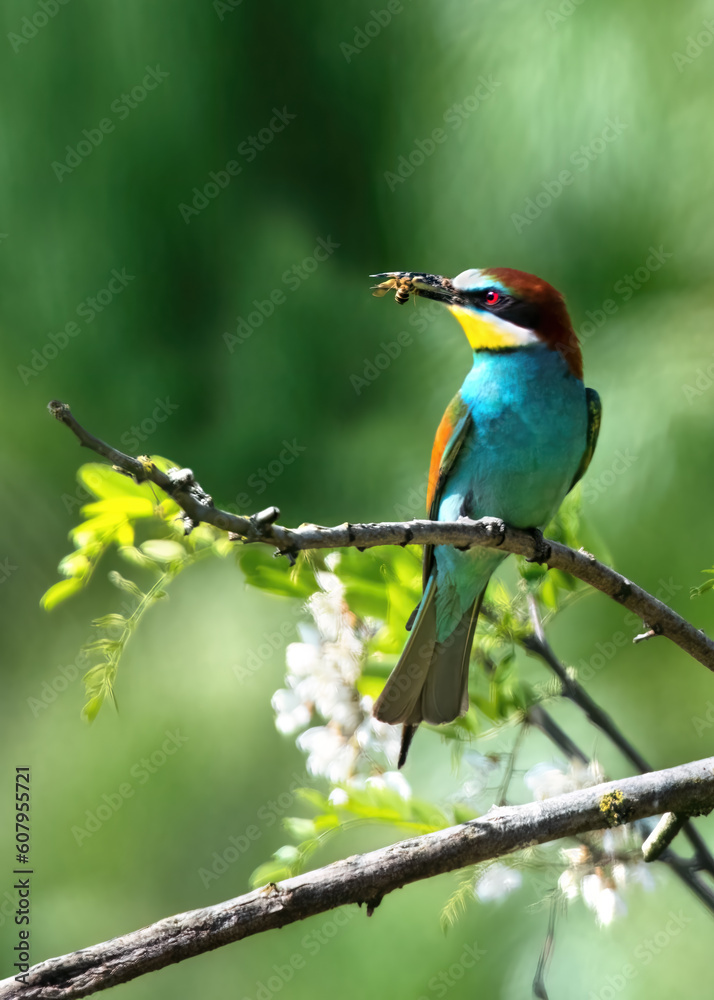 European Bee-Eater with a Bee (Merops Apiaster)