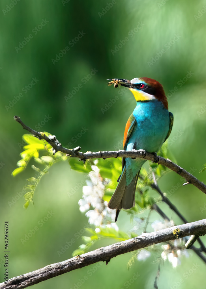 European Bee-Eater with a Bee (Merops Apiaster) European Bee-Eater with a Bee (Merops Apiaster)