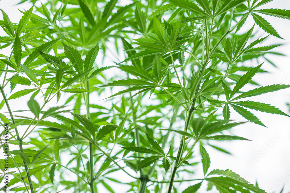 Fototapeta premium marijuana cannabis