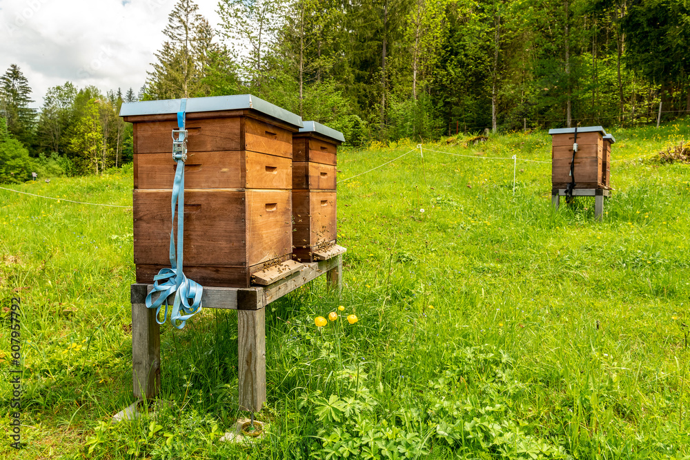 Forest apiary. Beehives on an alpine meadow in summer Forest apiary. Beehives on an alpine meadow in summer
