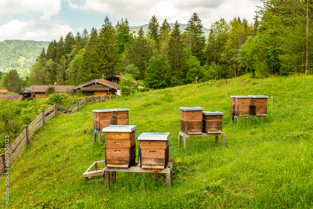 Forest apiary. Beehives on an alpine meadow in summer Forest apiary. Beehives on an alpine meadow in summer