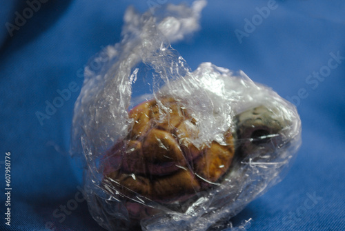 Tortuga envuelta en plástico como símbolo de contaminación ambiental