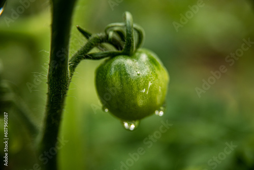 tomato