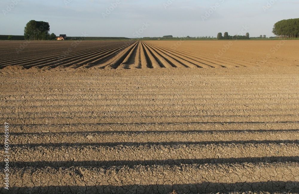 a large field with raised beds in the clay soil for potato growing in the dutch countryside in springtime